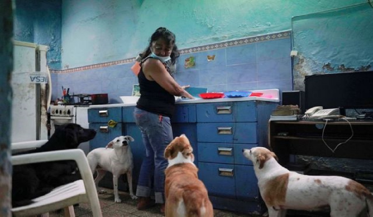 Cuba approves animal welfare law after civil society pressure